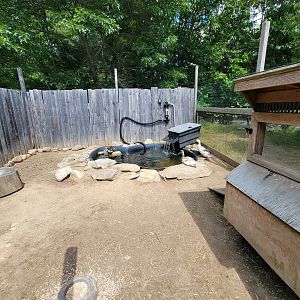 Animal Adventures MA 7/22 - Unsigned turtles and ducks