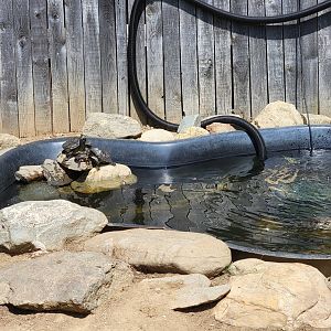 Animal Adventures MA 7/22 - Unsigned turtles