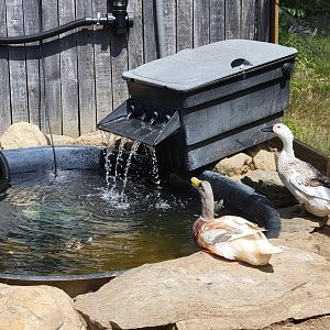 Animal Adventures MA 7/22 - Unsigned ducks