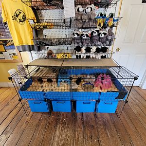 Animal Adventures MA 7/22 - Guinea pigs, gift shop