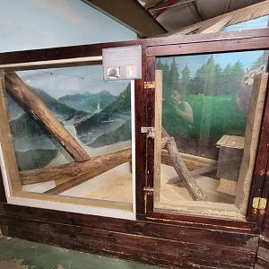 Animal Adventures MA 7/22 - Prehensile-tailed porcupine