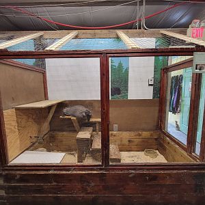 Animal Adventures MA 7/22 - North American porcupine