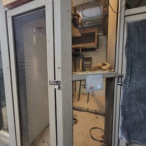 Animal Adventures MA 7/22 - Ruffed lemurs