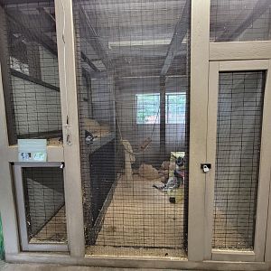 Animal Adventures MA 7/22 - Ring-tailed lemurs