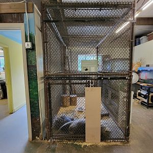 Animal Adventures MA 7/22 - African crested porcupines