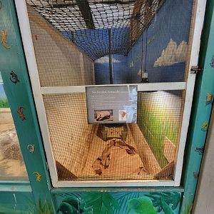 Animal Adventures MA 7/22 - Six-banded armadillos