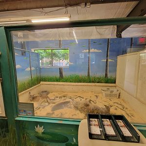 Animal Adventures MA 7/22 - Red kangaroos