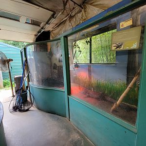 Animal Adventures MA 7/22 - Chinese alligator