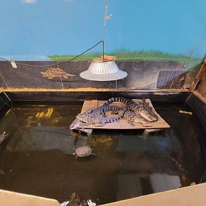 Animal Adventures MA 7/22 - American alligators, unsigned alligator snapping turtles