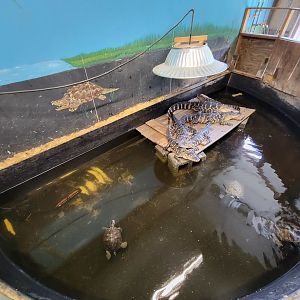 Animal Adventures MA 7/22 - American alligators, unsigned alligator snapping turtles