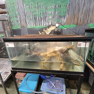 Animal Adventures MA 7/22 - Map turtle, diamondback terrapin