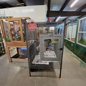 Animal Adventures MA 7/22 - Chameleon, Orange-winged parrot