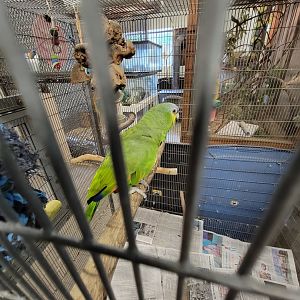 Animal Adventures MA 7/22 - Orange-winged parrot