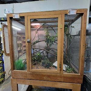 Animal Adventures MA 7/22 - Veiled chameleons, eyelash gecko