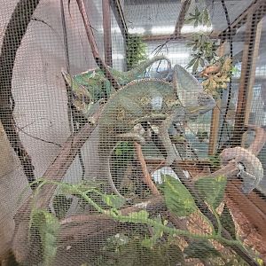 Animal Adventures MA 7/22 - Veiled chameleons, eyelash gecko