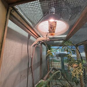 Animal Adventures MA 7/22 - Veiled chameleons, eyelash gecko