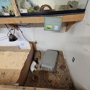 Animal Adventures MA 7/22 - Three-banded armadillo