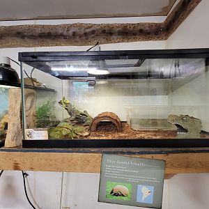 Animal Adventures MA 7/22 - Chinese water dragon