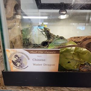 Animal Adventures MA 7/22 - Chinese water dragon