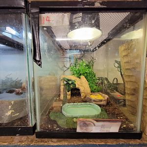 Animal Adventures MA 7/22 - "Flying gecko"?