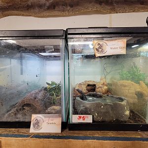 Animal Adventures MA 7/22 - Unspecified tarantula, "water skink"