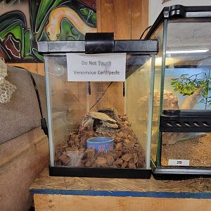 Animal Adventures MA 7/22 - "Venemous centipede"