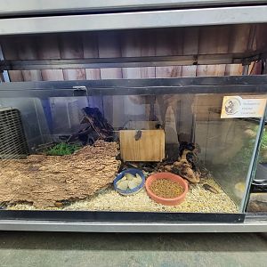 Animal Adventures MA 7/22 - Madagascar hissing cockroaches