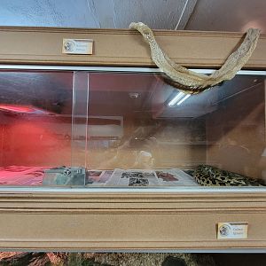 Animal Adventures MA 7/22 - Burmese python