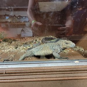 Animal Adventures MA 7/22 - Cuban and rhino iguanas