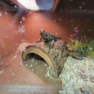Animal Adventures MA 7/22 - Cuban and rhino iguanas