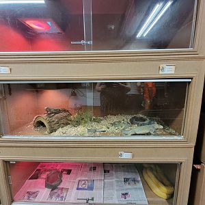 Animal Adventures MA 7/22 - Cuban and rhino iguanas