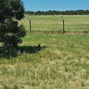 Female Cheetah laying in long grass under tree