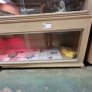 Animal Adventures MA 7/22 - Reticulated python