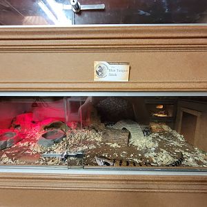 Animal Adventures MA 7/22 - Blue-tongued skink