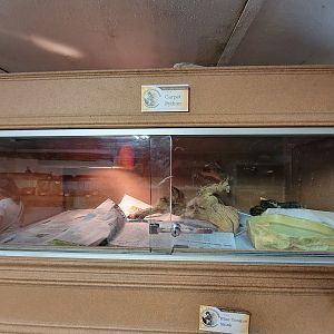 Animal Adventures MA 7/22 - Carpet python