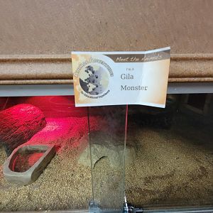 Animal Adventures MA 7/22 - Gila monster