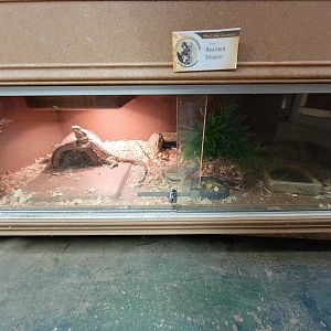 Animal Adventures MA 7/22 - Bearded dragons