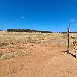 Waterhole Exhibit with Giraffe browsing