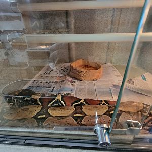 Animal Adventures MA 7/22 - Guyana red-tail boa
