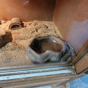 Animal Adventures MA 7/22 - European legless lizard