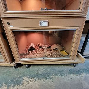 Animal Adventures MA 7/22 - Savannah monitor