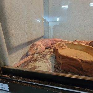 Animal Adventures MA 7/22 - Red tegu