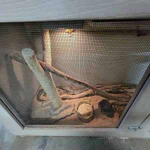 Animal Adventures MA 7/22 - Black and white tegu