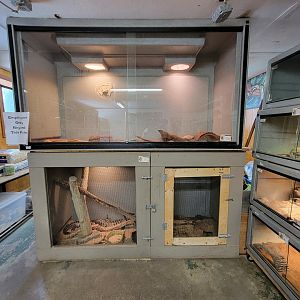 Animal Adventures MA 7/22 - Tegus