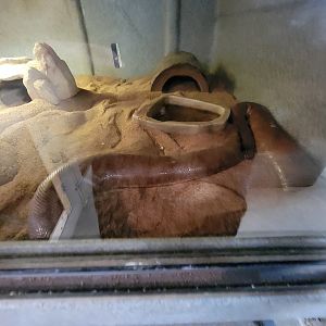Animal Adventures MA 7/22 - Indian sand boa