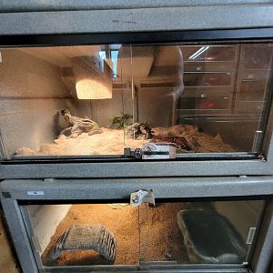 Animal Adventures MA 7/22 - Milksnake, cane toad