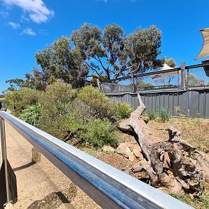 Tasmanian Devil exhibit (right side)