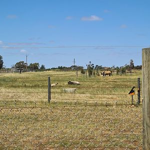 New Black Rhino paddock