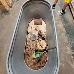 Animal Adventures MA 7/22 - Unsigned lizard, plated?