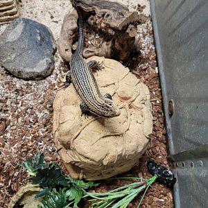 Animal Adventures MA 7/22 - Unsigned lizard, plated?